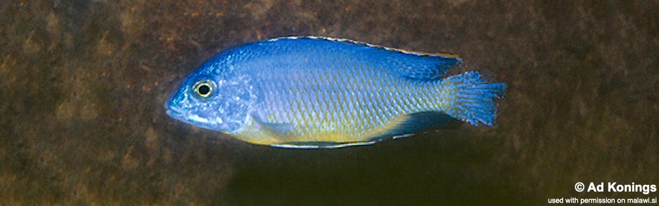 Protomelas sp. 'steveni black belly' Bandawe Point