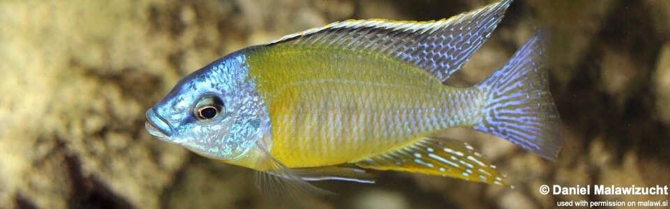 Protomelas sp. 'steveni imperial' Nkanda