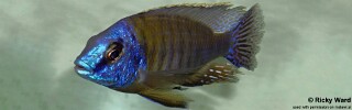Protomelas sp. 'steveni imperial' Hai Reef.jpg