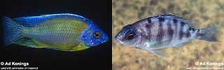 Protomelas sp. 'steveni taiwan' Ngkuyo Island.jpg