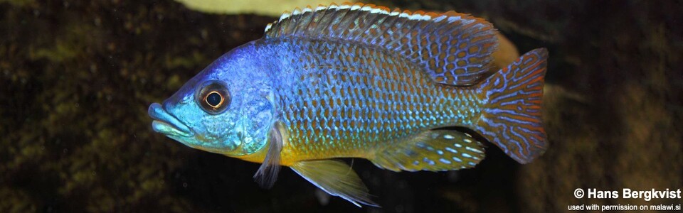 Protomelas sp. 'hertae' (unknown locality)
