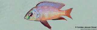 Protomelas sp. 'johnstoni solo' Pombo Rocks.jpg