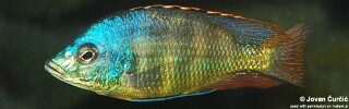 Protomelas sp. 'johnstoni solo'.jpg