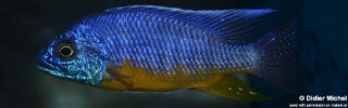 Protomelas sp. 'spilonotus tanzania' Mbamba Bay.jpg