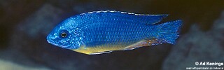 Protomelas sp. 'steveni imperial' Chiloelo.jpg
