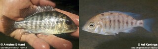 Protomelas sp. &#39;virgatus luwala&#39; Luwala Reef