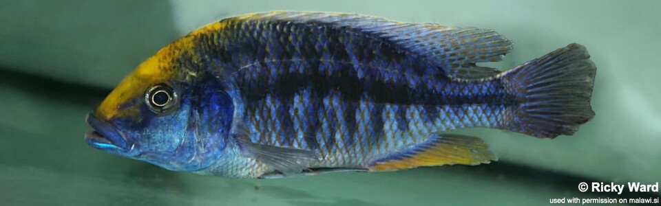 Protomelas spilonotus 'Chitedze Rock'