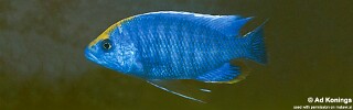 Protomelas spilonotus 'Mara Rocks'.jpg