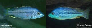 Protomelas spilopterus
