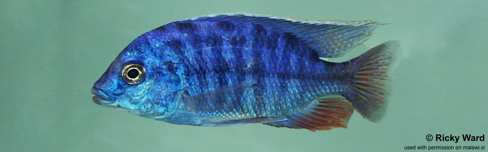 Protomelas taeniolatus 'Chitedze Rock'