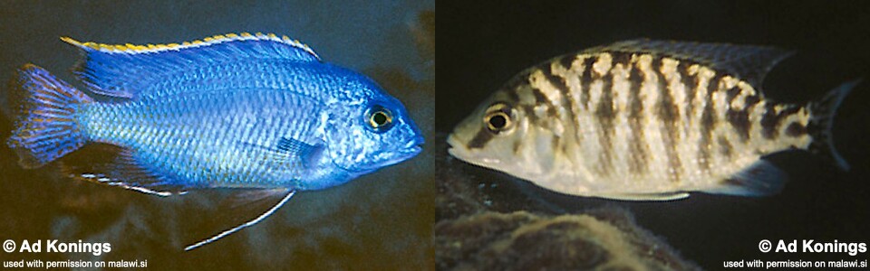 Protomelas taeniolatus 'Gome Rocks'