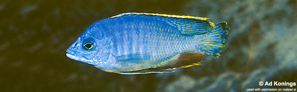 Protomelas taeniolatus 'Kirondo'