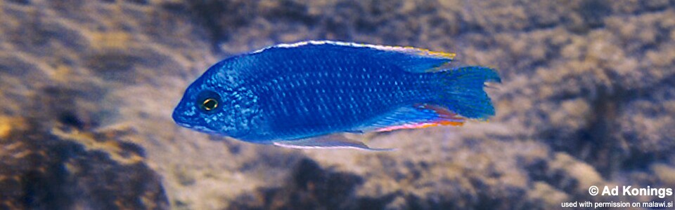 Protomelas taeniolatus 'Magunga'