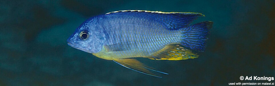 Protomelas taeniolatus 'Makonde'