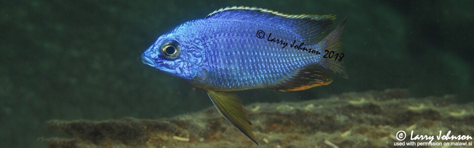 Protomelas taeniolatus 'Mitande Reef (Rocks)'