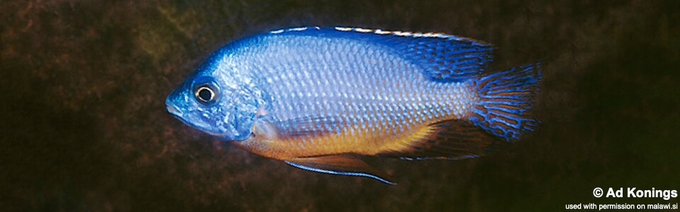 Protomelas taeniolatus 'Nakantenga Island'