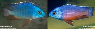 Protomelas taeniolatus