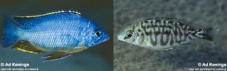 Protomelas taeniolatus 'Lupingu'.jpg