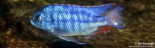 Protomelas taeniolatus 'Luwala Reef'.jpg