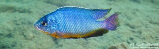 Protomelas taeniolatus 'Mdowa'.jpg