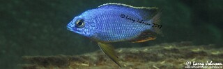 Protomelas taeniolatus 'Mitande Reef (Rocks)'.jpg