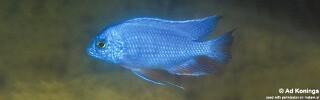 Protomelas taeniolatus 'Nkhata Bay'.jpg
