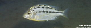 Protomelas triaenodon 'Liuli'.jpg