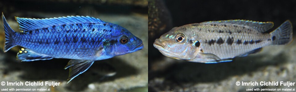 Pseudotropheus benetos 'Kirondo'