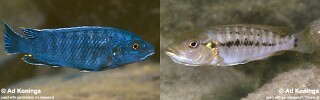 Pseudotropheus benetos