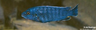 Pseudotropheus benetos 'Makonde'.jpg