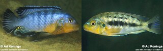 Pseudotropheus brevis 'Boadzulu Island'.jpg