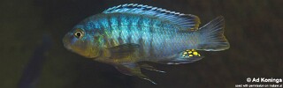 Pseudotropheus brevis 'Chinyamwezi Island'.jpg