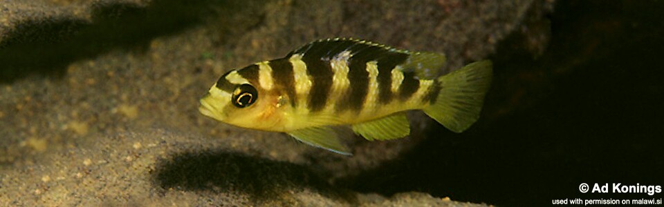 Pseudotropheus crabro 'Gome Rock'