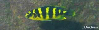Pseudotropheus crabro 'Nakantenga Island'.jpg