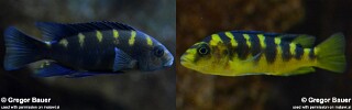 Pseudotropheus crabro.jpg