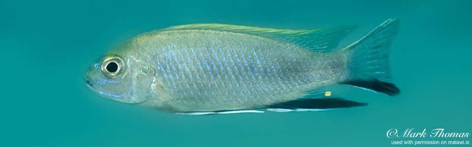 Pseudotropheus elegans 'Mdowa'