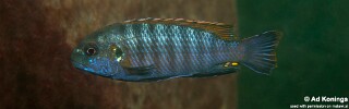 Pseudotropheus galanos.jpg