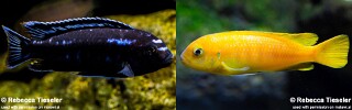 Pseudotropheus interruptus.jpg