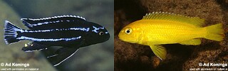 Pseudotropheus johannii