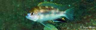 Pseudotropheus likomae 'Ndomo Point'.jpg