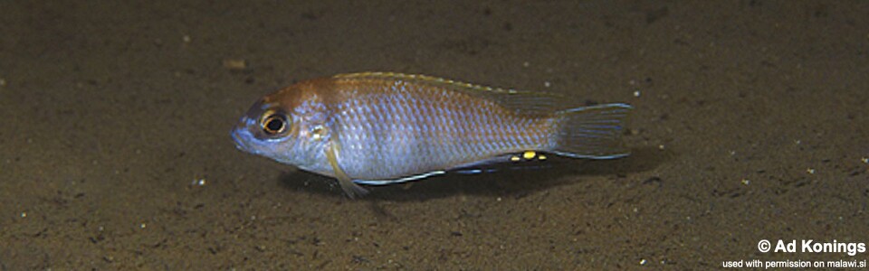 Pseudotropheus livingstonii 'Liuli'