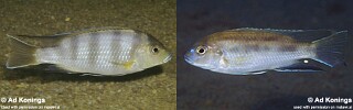 Pseudotropheus livingstonii