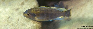 Pseudotropheus lucerna 'Londo Bay'.jpg