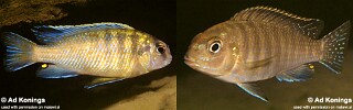 Pseudotropheus novemfasciatus 'Chia'.jpg