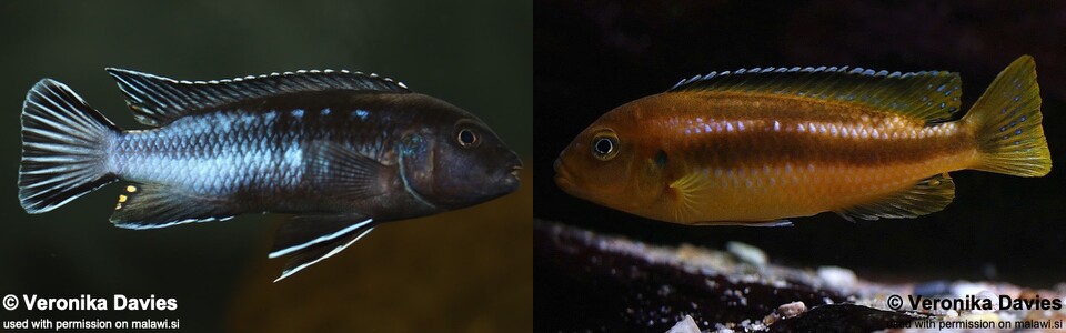 Pseudotropheus perileucos 'Likoma Island'