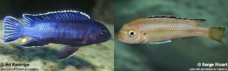 Pseudotropheus perileucos