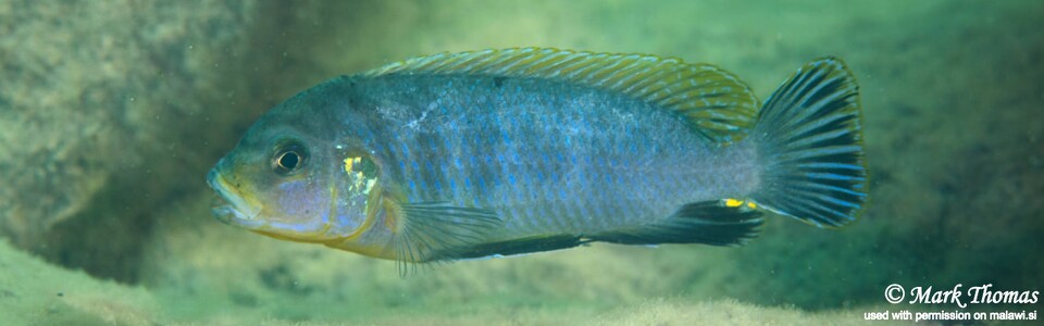 Pseudotropheus perspicax 'Luwino Reef'