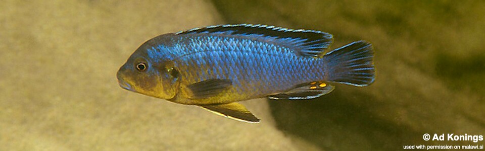Pseudotropheus purpuratus 'Gome Rocks'