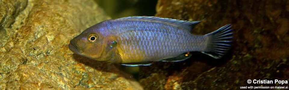 Pseudotropheus purpuratus 'Maleri Island'