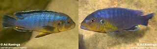 Pseudotropheus purpuratus